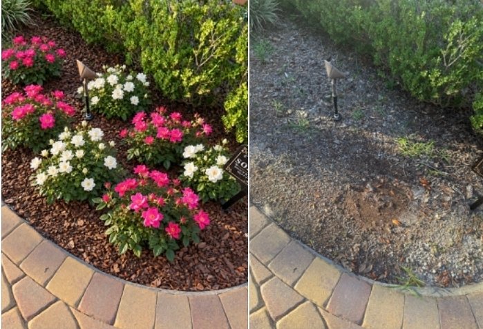 Colorful Flower Bed Installation — completed design on left, original landscape on right